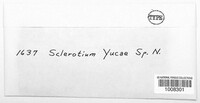 Sclerotium yuccae image